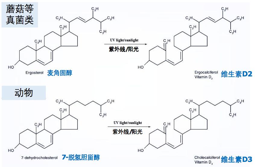 关于维生素d你该知道这些,维生素d的重要性科普一下