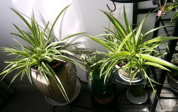 吊兰虽皮实,但有“几点”不可缺,做好叶片四季翠绿,折都折不断