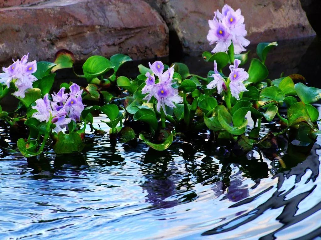 原本在我国泛滥成灾的水葫芦,曾经泛滥的水葫芦现在怎么样