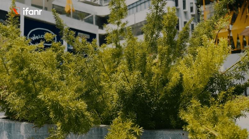 iphone13promax和华为mate40pro,iphone13promaxa15