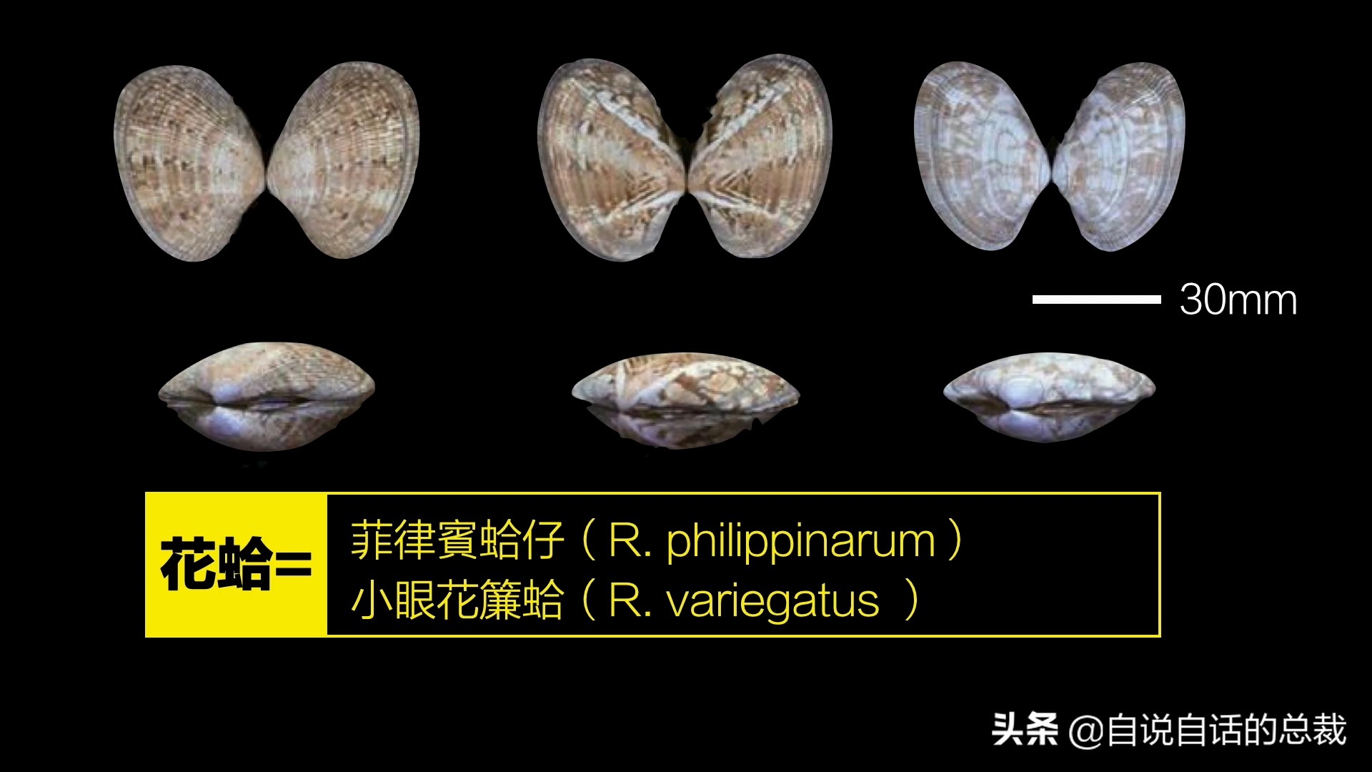 海鲜蛤蜊与蛤蜊区分,蛏子与小人蚬的区别