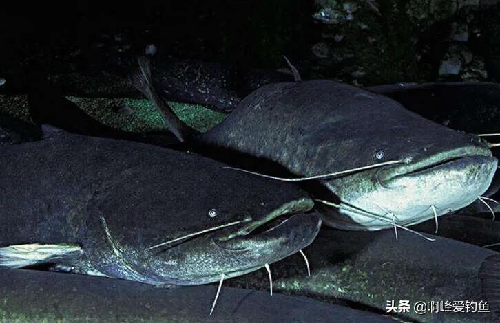 为什么钓鱼人讨厌鲶鱼,解锁鲶鱼钓鱼的乐趣只有钓鱼人懂