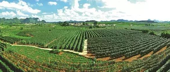 贵州绿色农产品何以风行天下?从毕节一颗萝卜出口迪拜的跨国之旅说起~