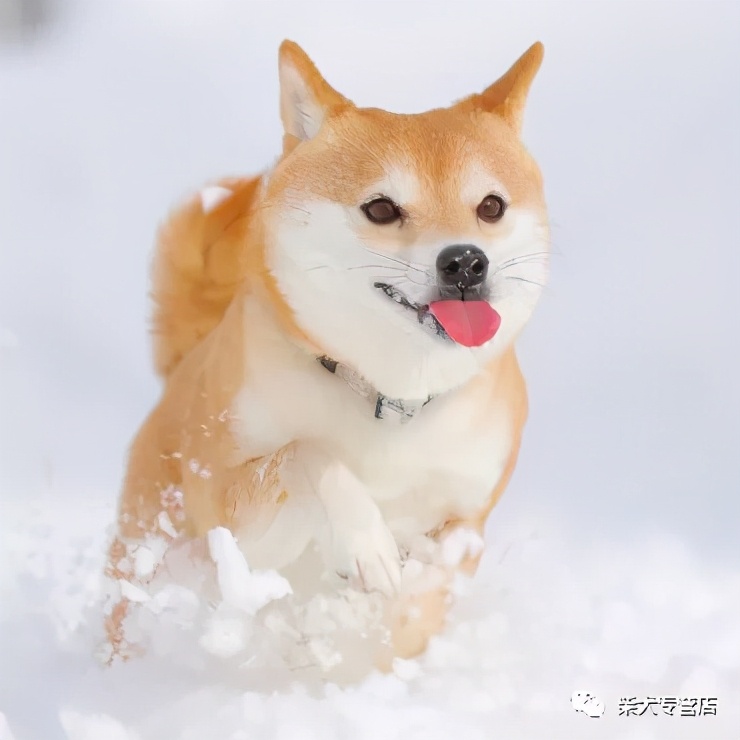 柴犬打架厉害吗,柴犬鉴定骗局