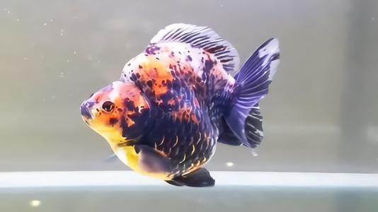 小金鱼缸怎么养金鱼,蝶尾金鱼好养还是龙睛金鱼好养活