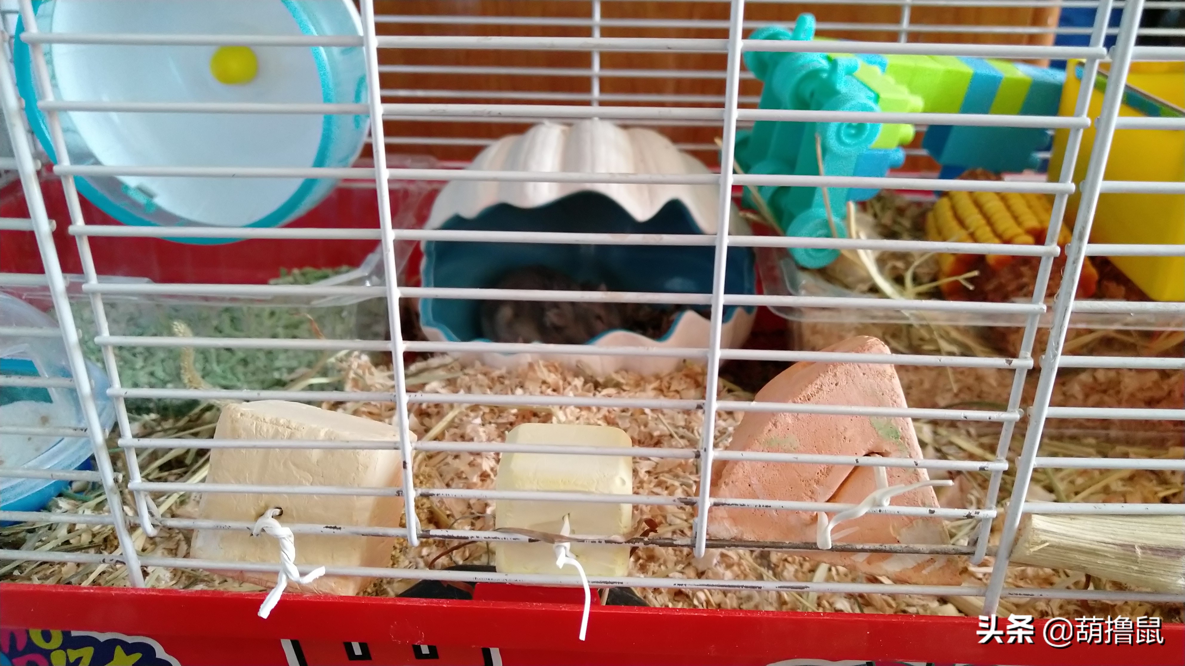 仓鼠怀孕后的注意事项,仓鼠生育注意什么事项图片