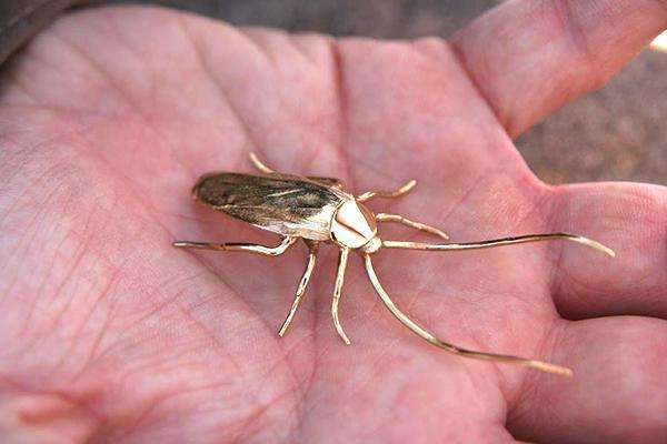 为啥不用鞋子打蟑螂,蟑螂用拖鞋拍死的后果