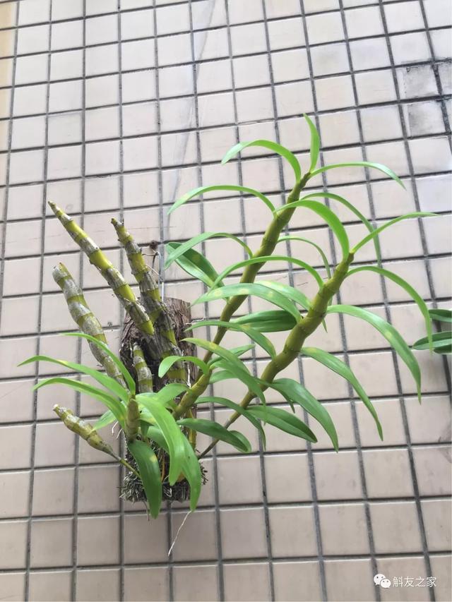 石斛兰用苔藓包着水培不烂根吗,石斛兰花烂根要怎么挽救