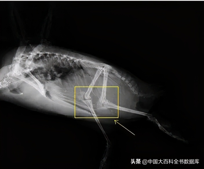 为什么企鹅摇摇摆摆走路,企鹅两条腿走路进化史