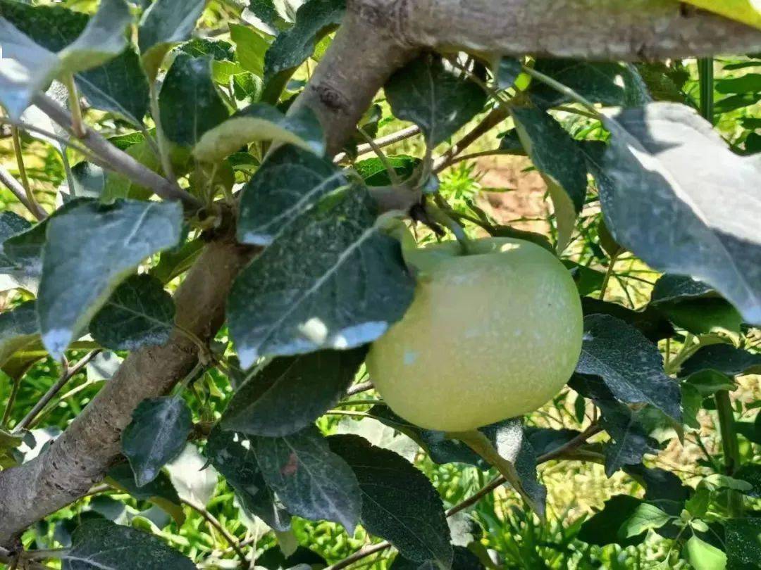 银叶病的防治方法,银叶虫怎么消灭