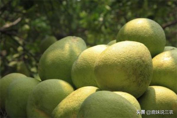 花量过大,橙果开花后如何管理