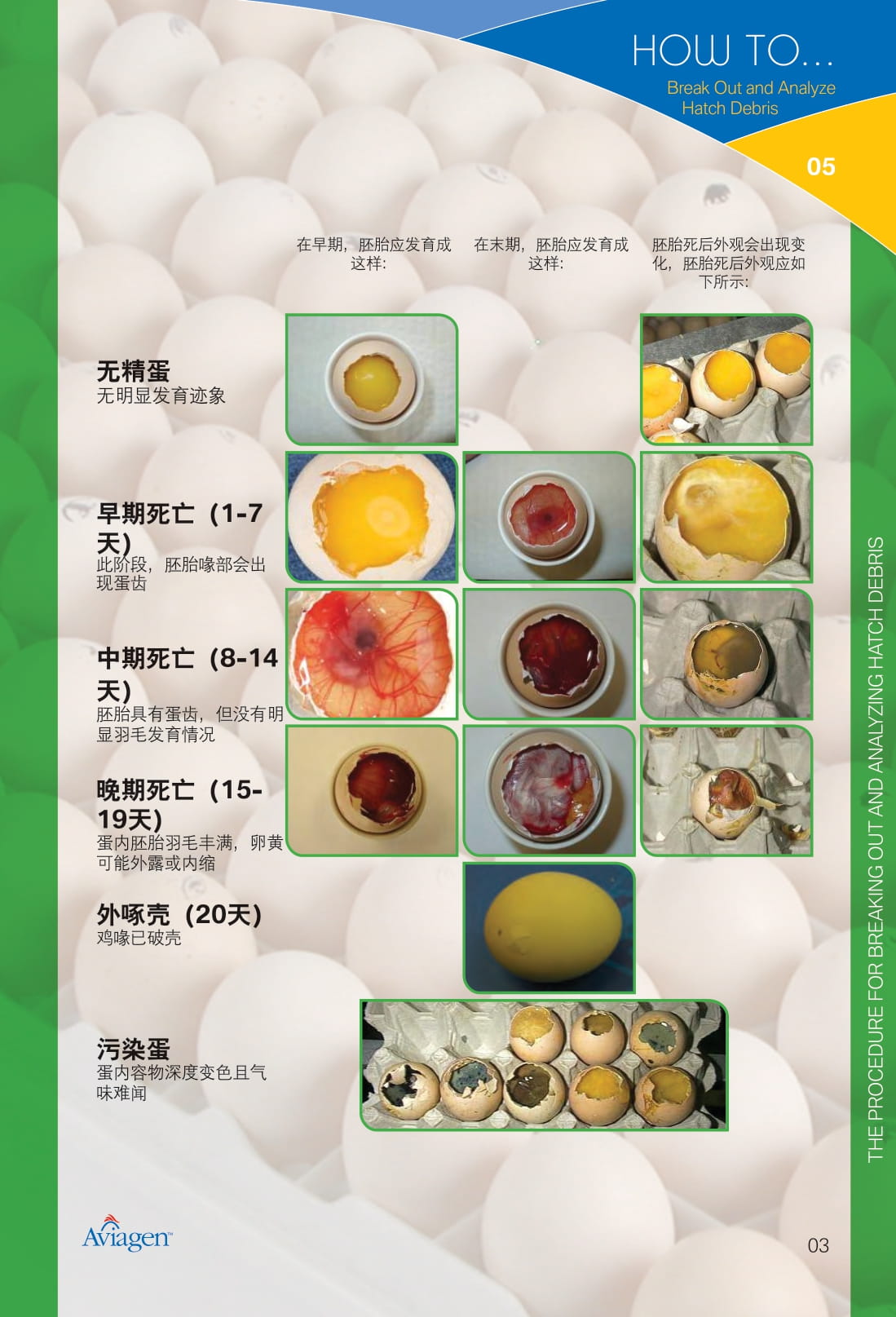 毛蛋做实蛋方法,打蛋怎么做又滑又嫩没气泡