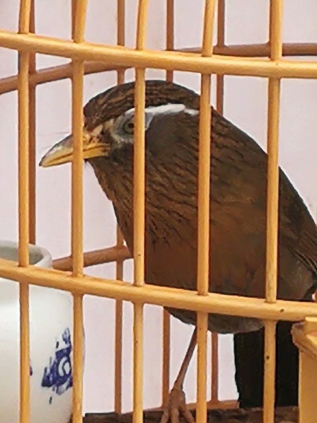 画眉打斗前要注意什么,画眉斗鸟胜负技巧