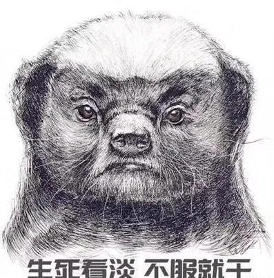 平头哥为什么会变成迷你物种,平头哥到底是什么动物