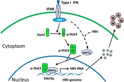 原来乙肝大三阳现在乙肝小三阳,大三阳小三阳会完全痊愈吗