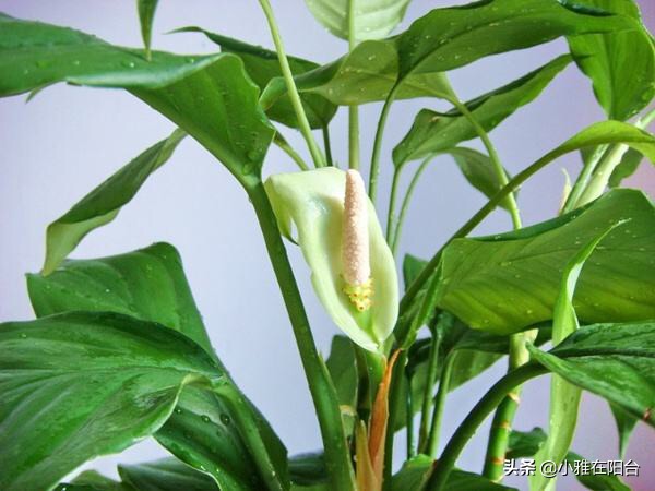 客厅养几盆绿萝最好,客厅养绿植养几棵最合适