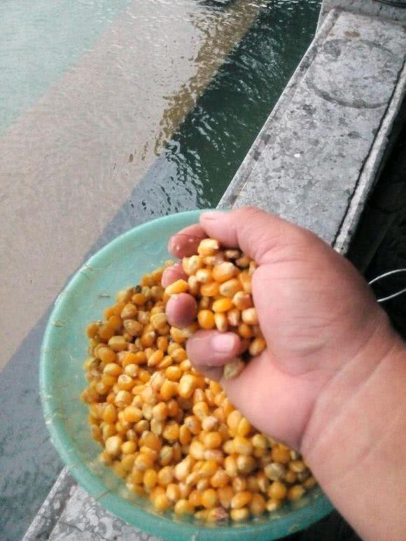 水库钓鱼怎样挂钓饵玉米粒,自制水库野钓玉米粒鱼饵