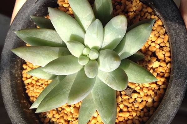 千佛手叶皱是怎么回事,千佛手叶子打蔫了怎么办