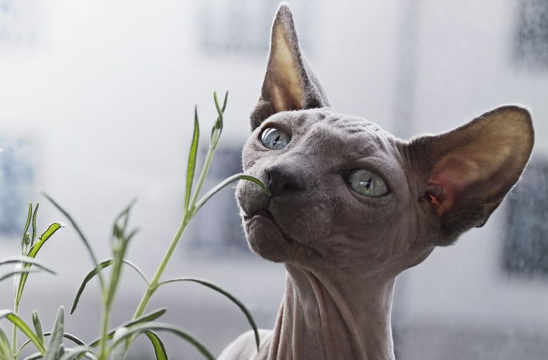 无毛猫为什么那么恶心,无毛猫很难让人接受