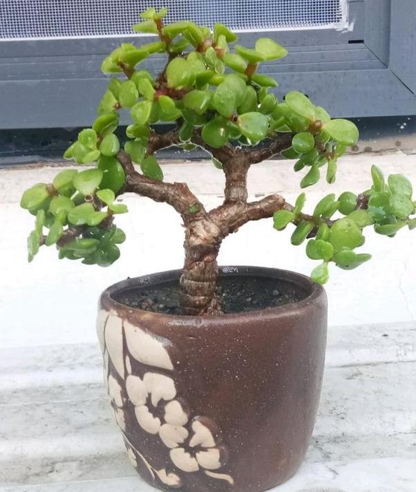 小盆栽金枝玉叶怎么养成老桩,金枝玉叶盆栽怕晒吗