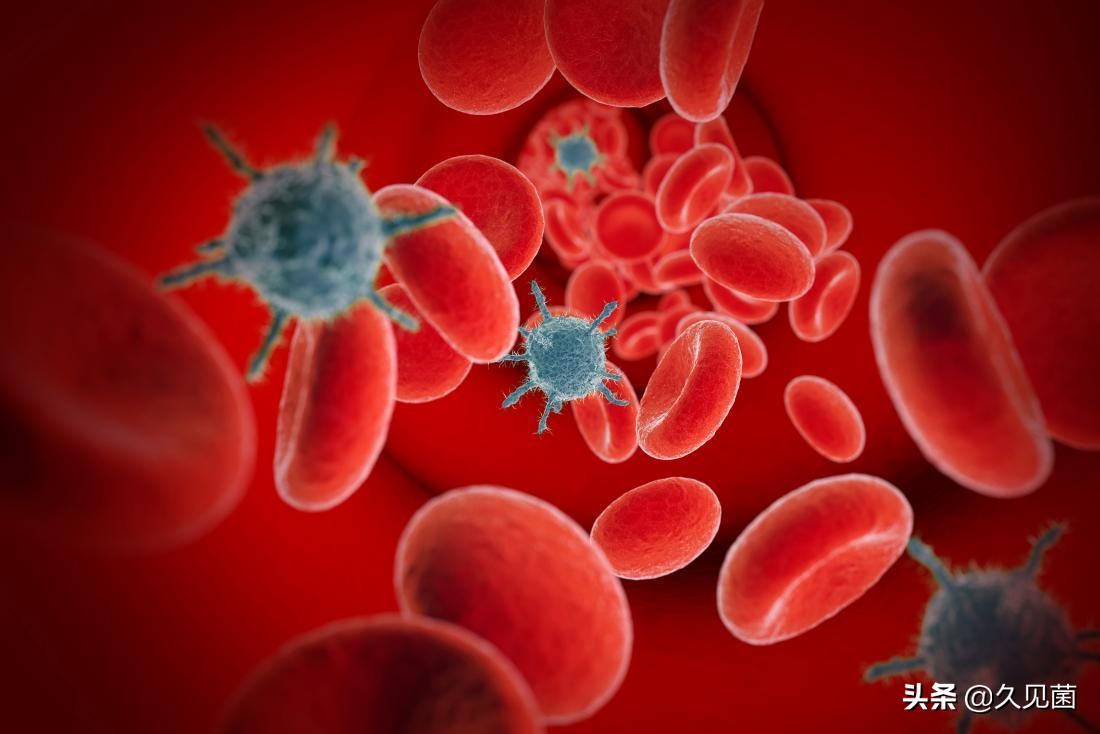 人类为啥不吃食肉动物的肉,人类为什么不吃大型食肉动物的肉