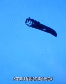 明星亲测力推同款洗发水,康王亲测