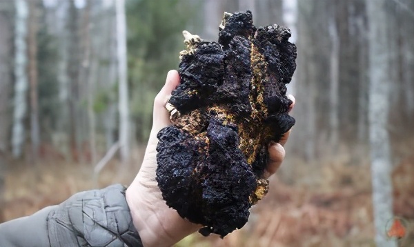 奥兹冰人的故事,历史揭秘冰人奥兹