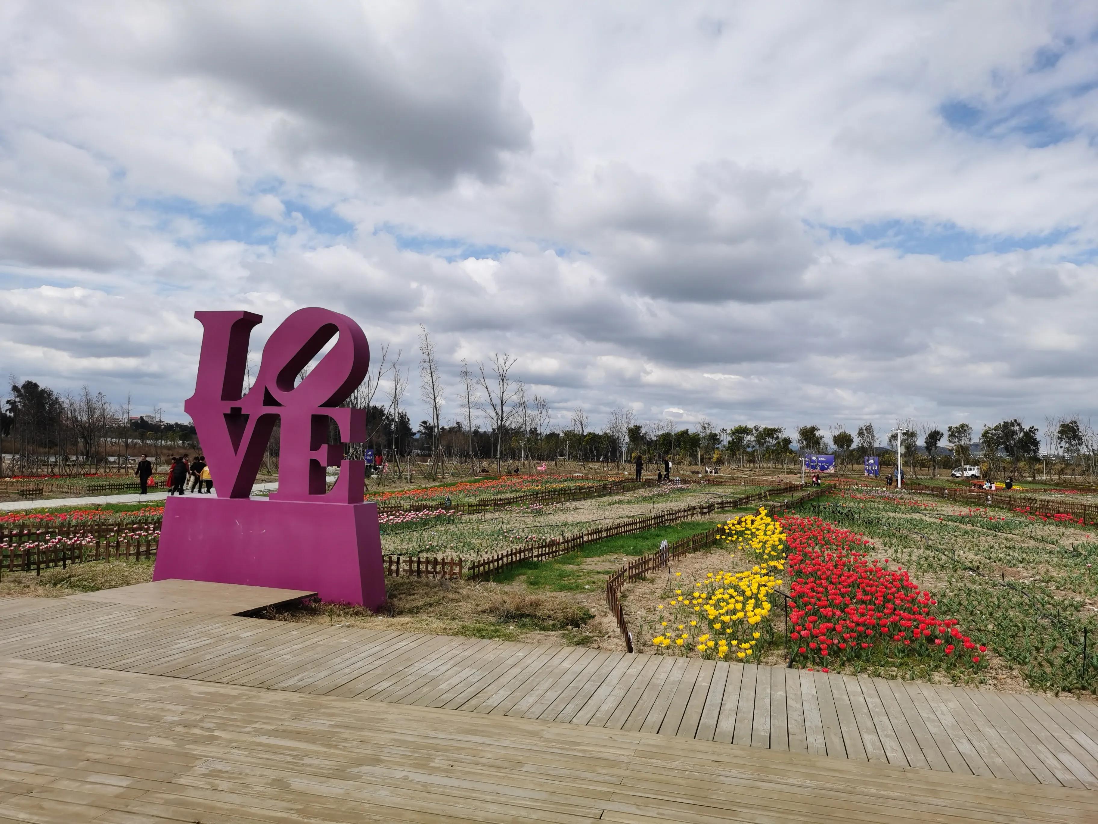 美丽郁金香花海,美丽郁金香gullale小程序