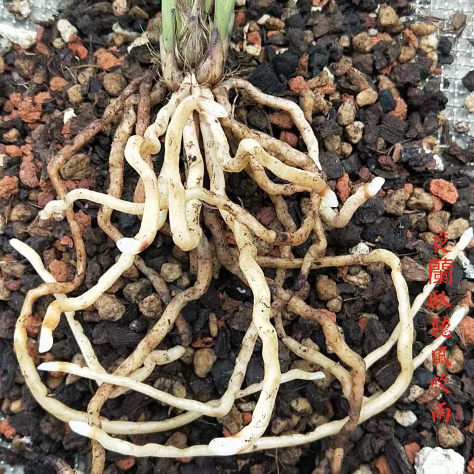 兰花上盆前晾根一般晾多久,裸根兰花上盆前需要泡根吗