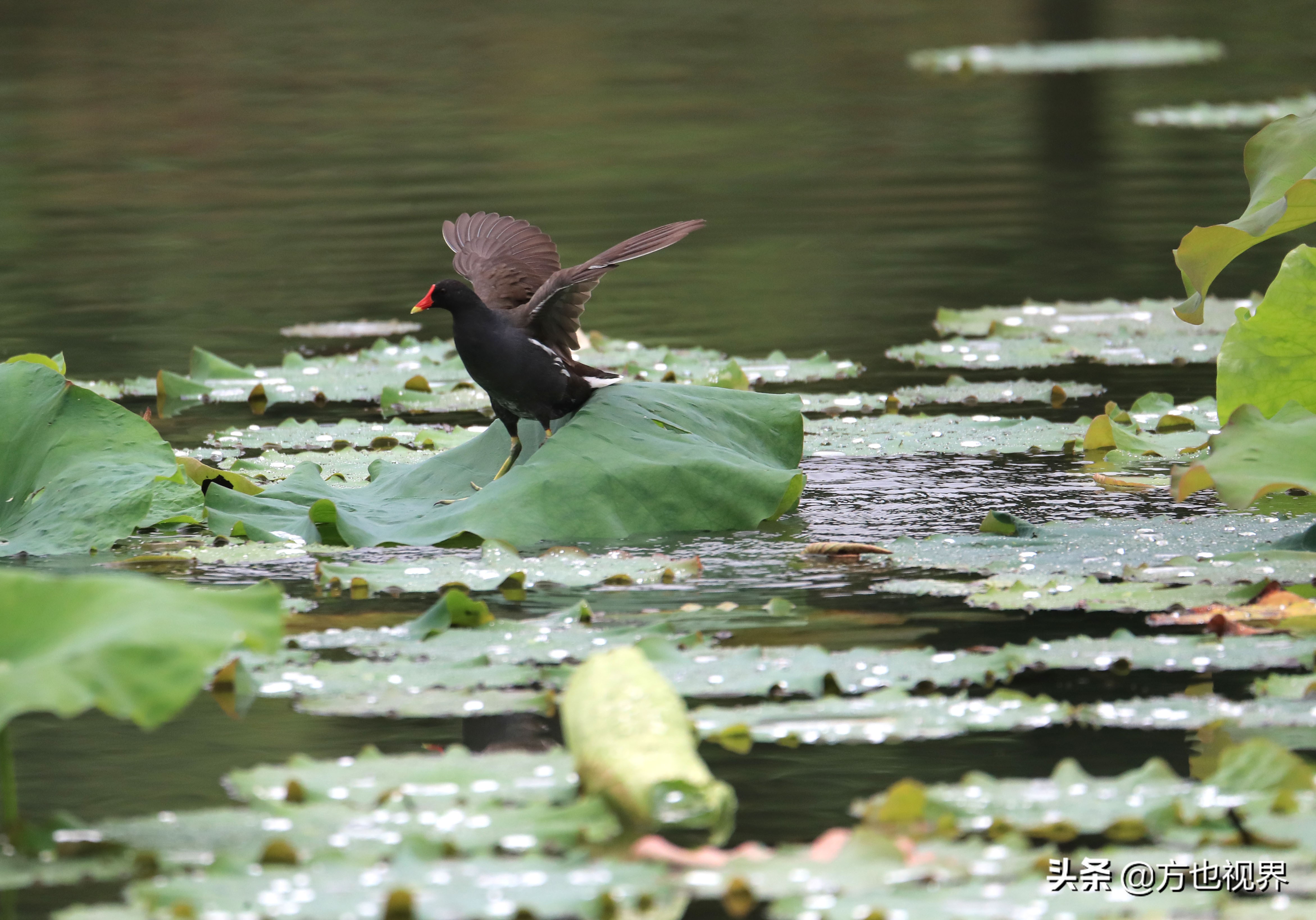 黄山盛夏荷花别样红视频,黄山夏天荷花