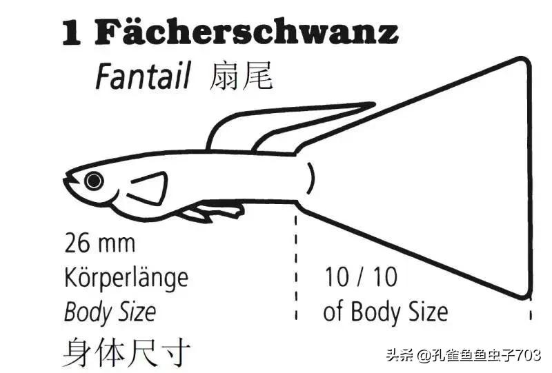 为啥我买的孔雀鱼尾巴特别小,为什么买的孔雀鱼养不活