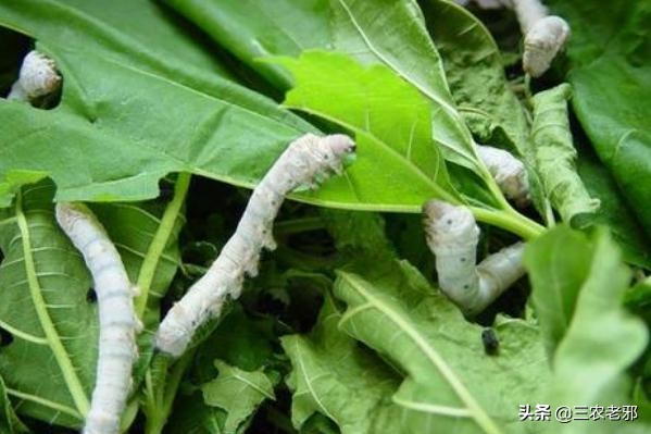 家蚕脓病用什么药治疗有效果,蚕血液性脓病最佳治疗方法