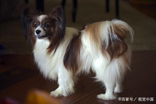 双鱼座狗狗性格特点,狗狗性格特点分析