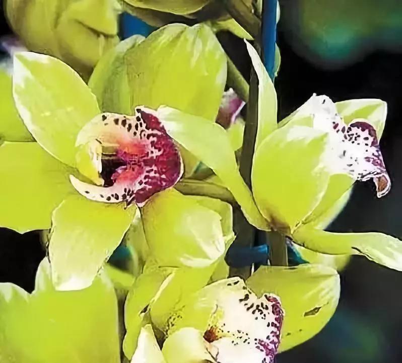 名贵植物排名前十名,十大天价的花卉