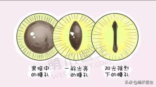 双目失明的猫怎么养,双目失明的猫有哪些