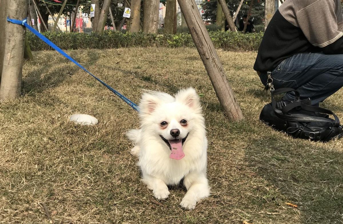 狗狗吃了驱虫药没拉虫子怎么回事,狗狗吃了驱虫药没有食欲拉稀