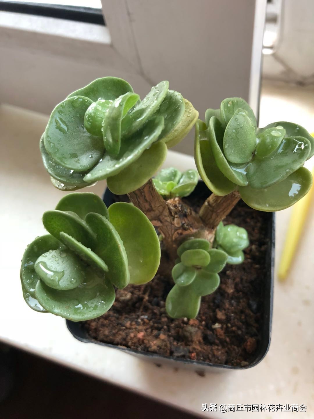 金钱木叶子发黄发软掉叶怎么回事,多肉金钱木叶子发黄发软枝干变细