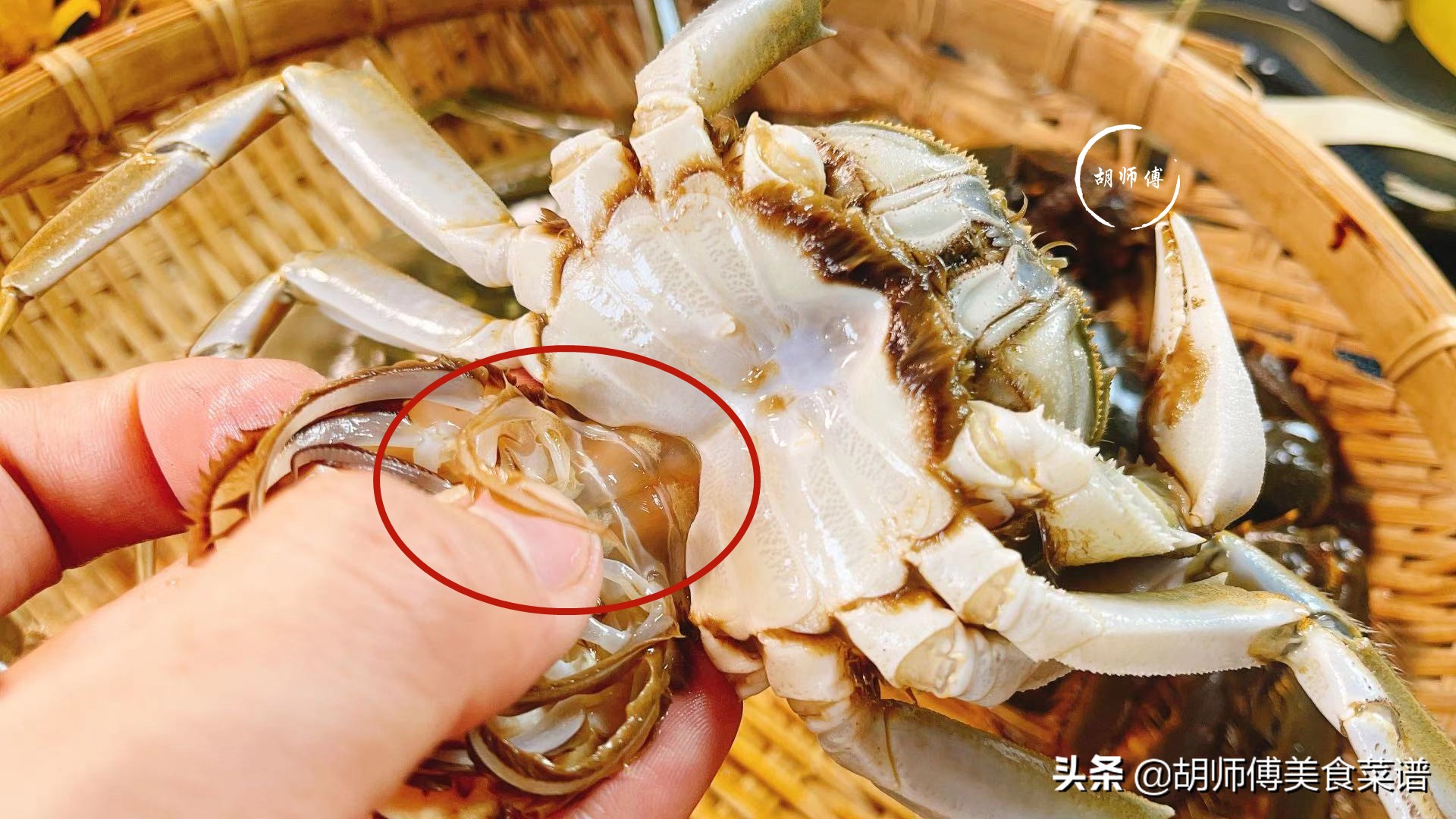 选螃蟹是青壳还是黄壳,螃蟹软壳好还是硬壳好