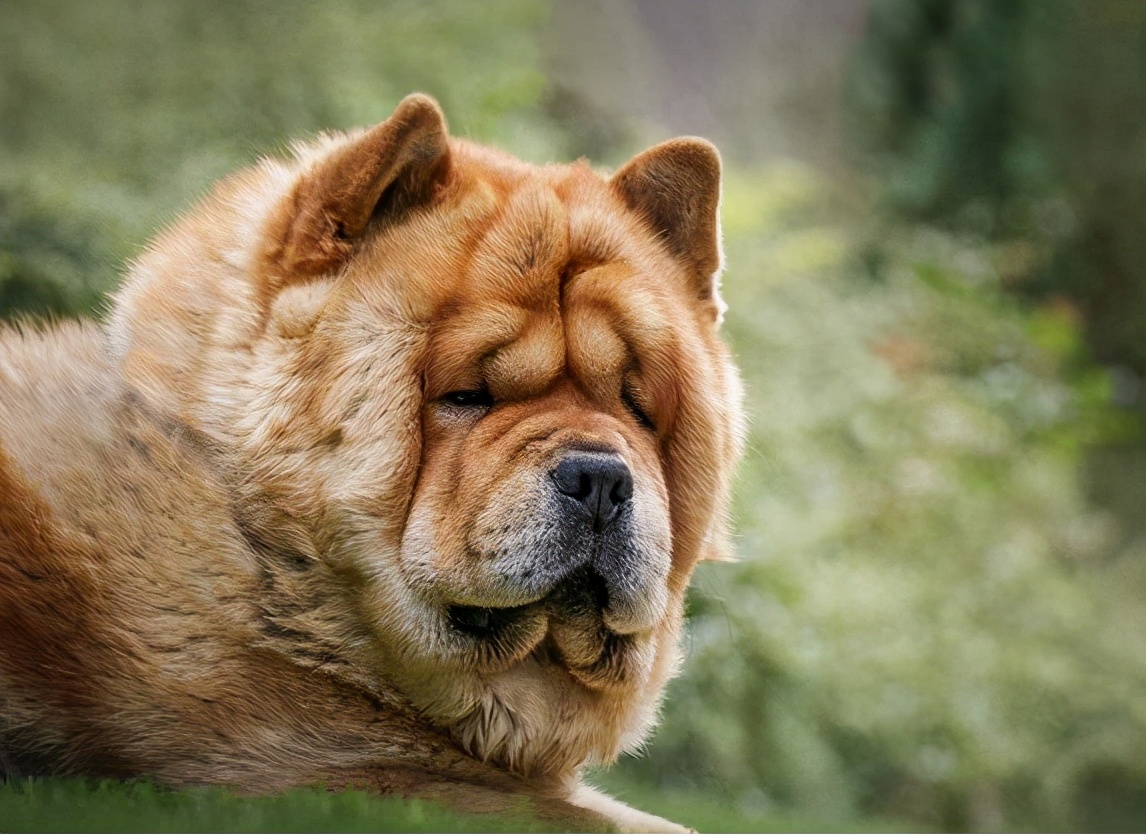 松狮犬的优点与缺点,黑土松狮犬的优点和缺点