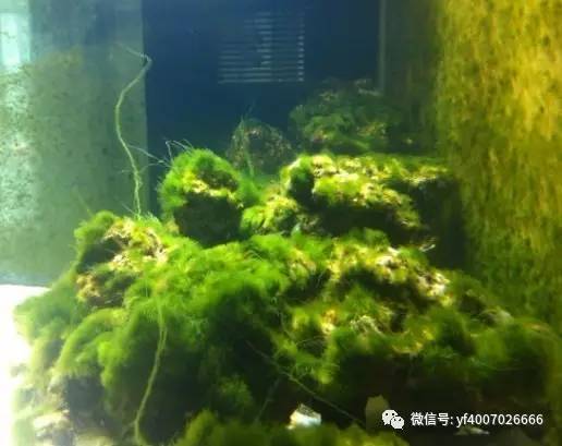 钦州喜欢养鱼的小伙伴,海缸里藻太多?莫怕,我为你解决