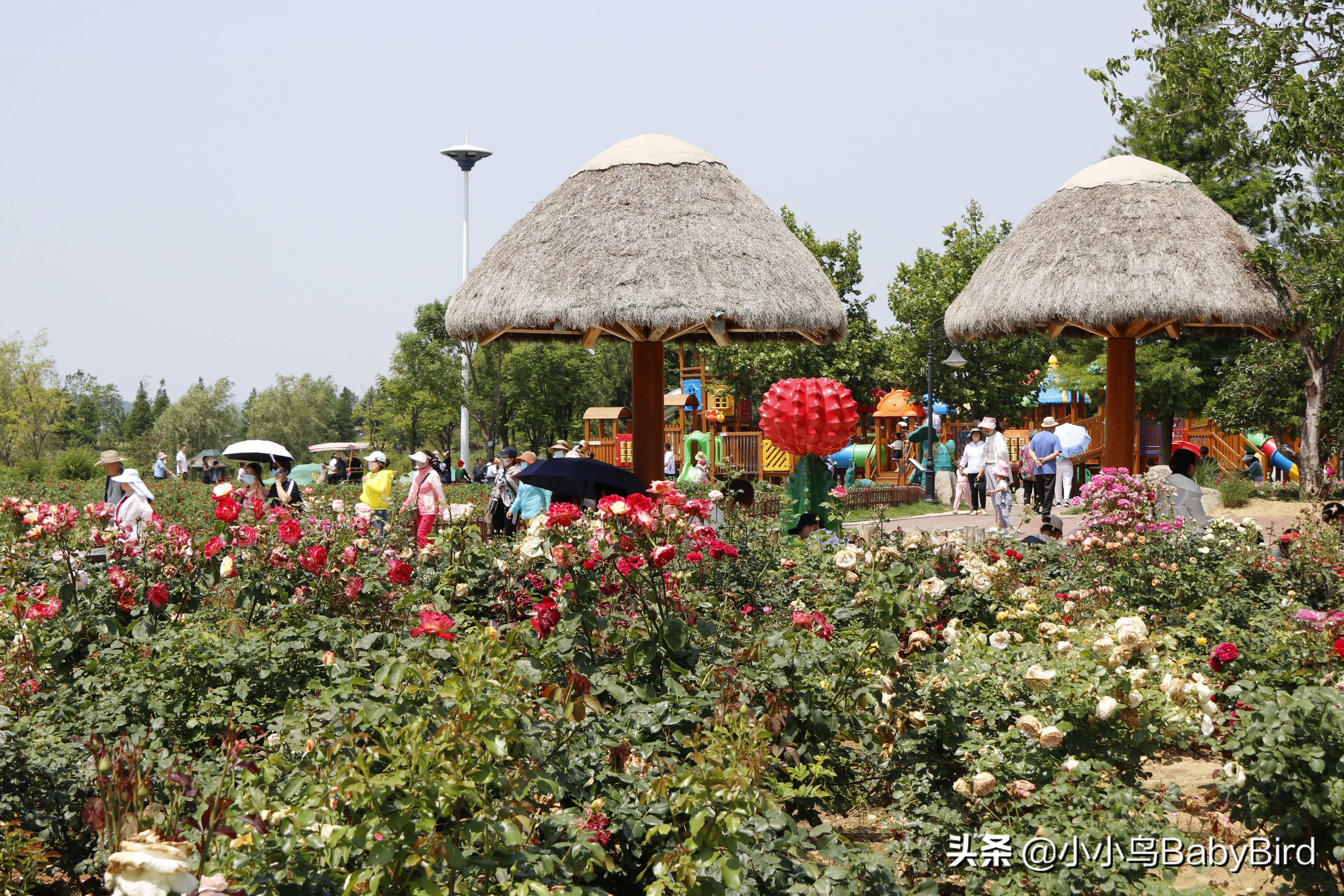威海羊亭湿地公园深秋的美,大美威海羊亭公园