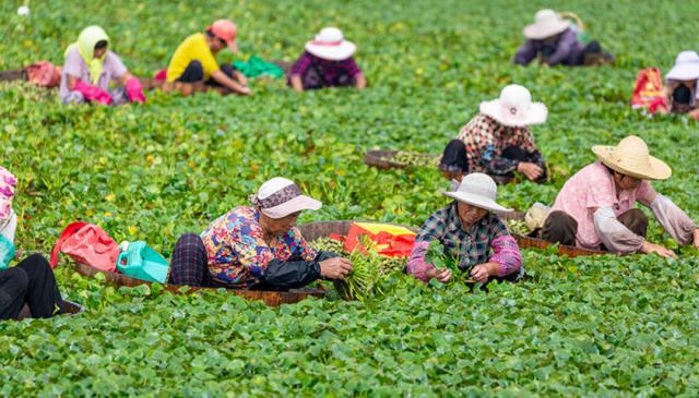 2020年农村家庭农场发展规划,农业农村部要发展家庭农场