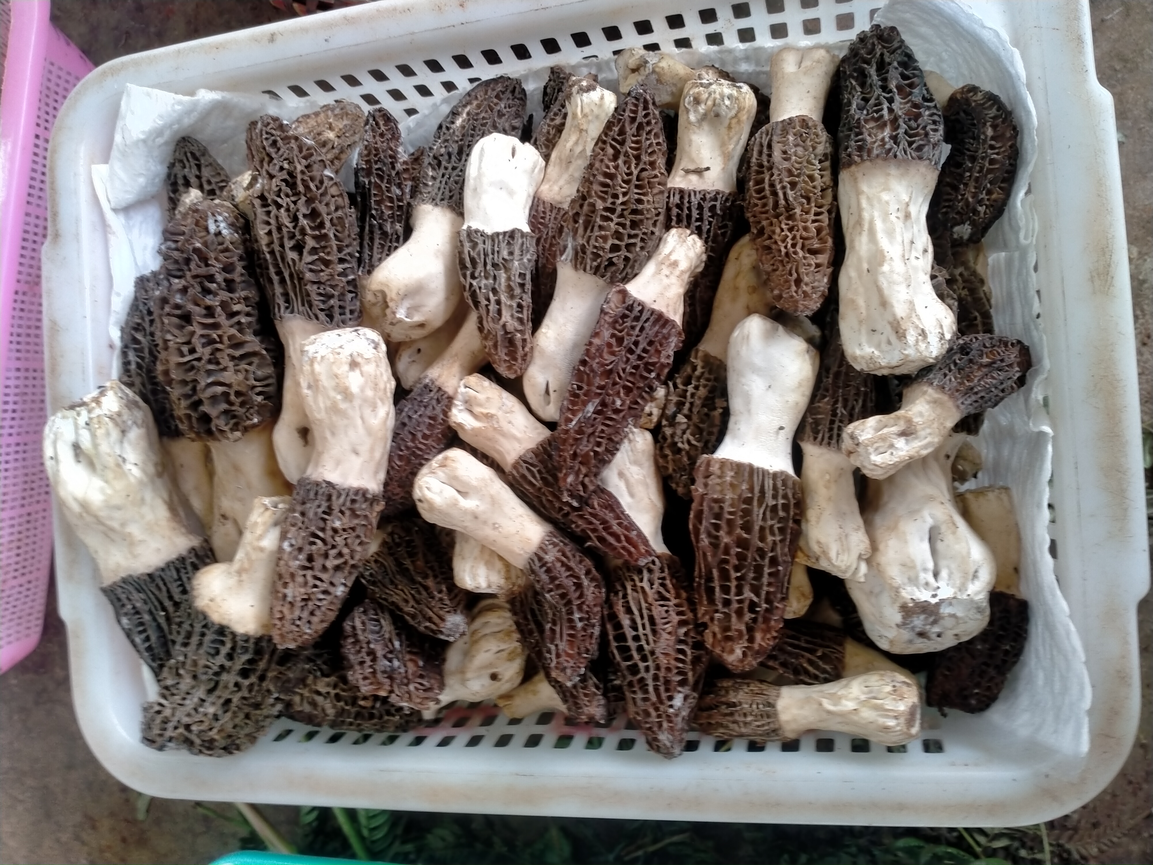 昆明木水花野生菌今天的行情视频 (云南昆明木水花野菌市场)