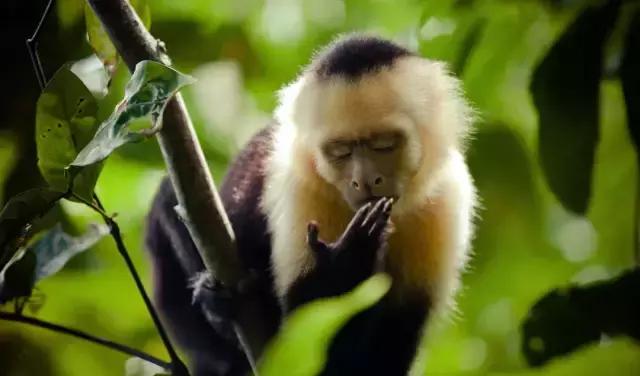 夏日防蚊试试四招,防蚊驱蚊止痒