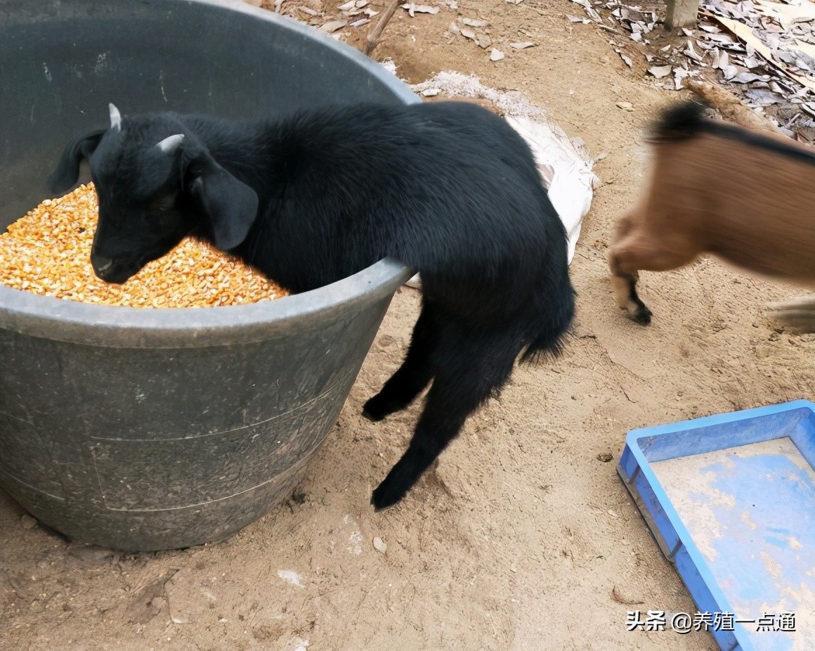 90后养羊专业户,最赚钱的养羊模式