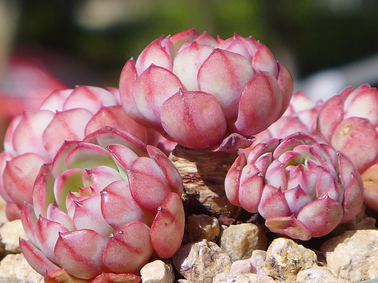 10种多肉天生爱徒长，不能“宠”着养，虐一虐才漂亮