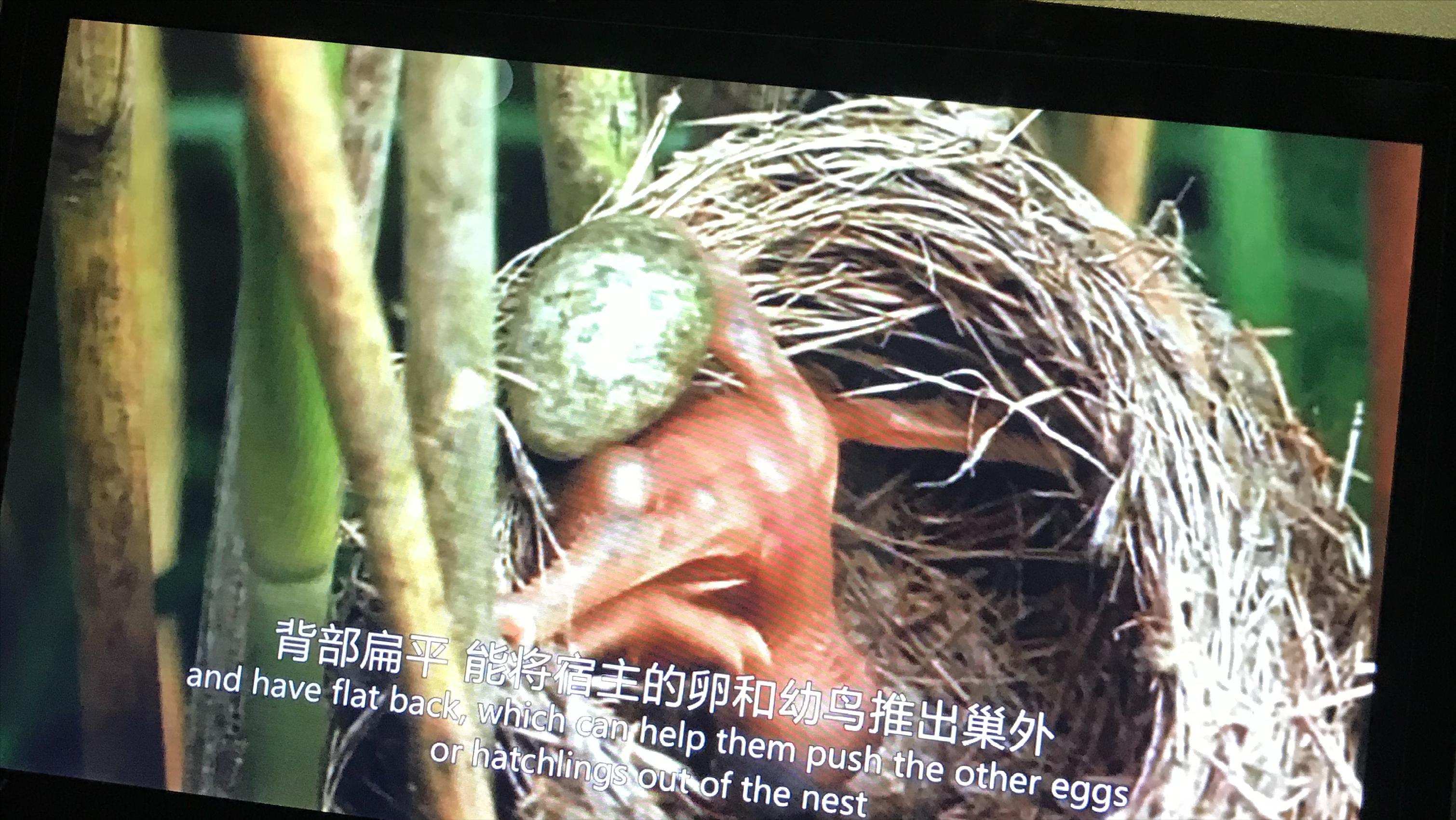 趣谈成语学科学（1）鸠占鹊巢识杜鹃