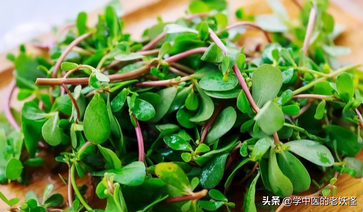 救命的马齿苋大医本草堂,中药救命药哪三种