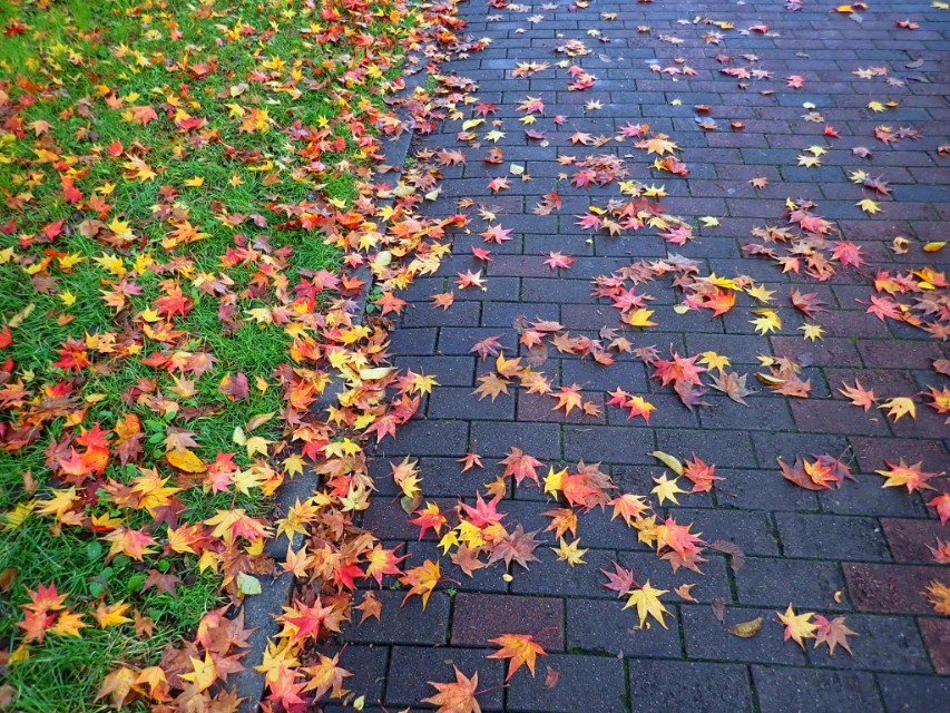 从南到北游日本之北海道札幌