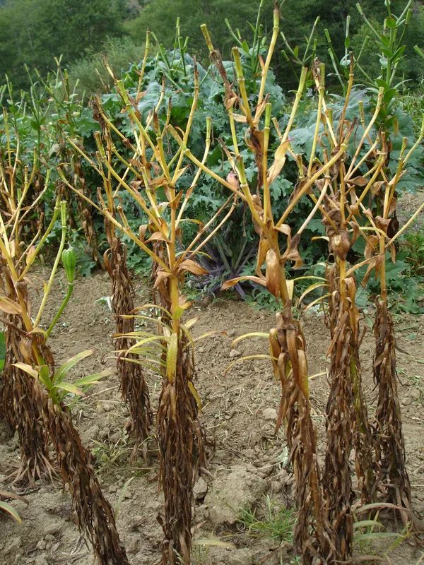 冬盆栽百合的养殖方法和注意事项,百合怎么种避免烂球